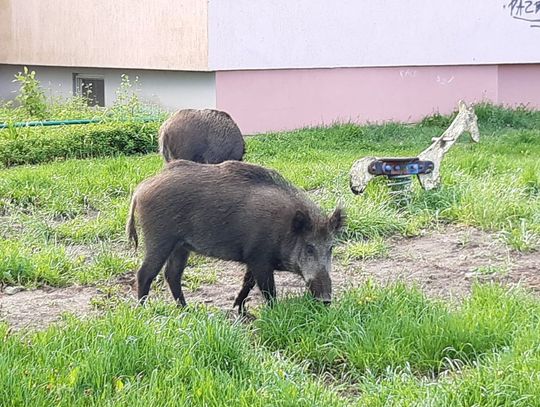 Kraków ma problem z dzikami. Mieszkańcy lekceważą apele. Posypią się mandaty?