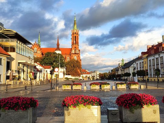 Miasto kontra społecznicy. Spór o 100-letnie tuje w Białymstoku