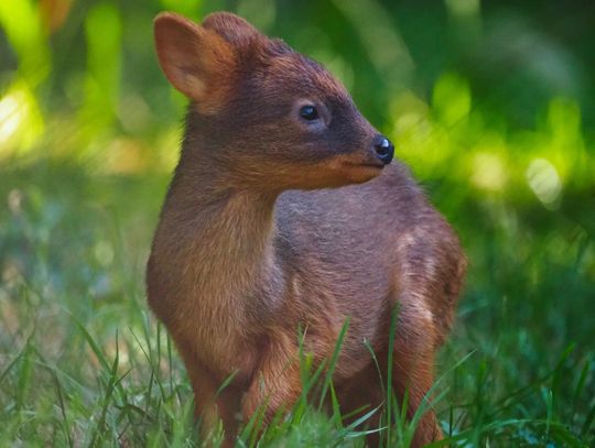 Samiczka pudu z warszawskiego zoo.