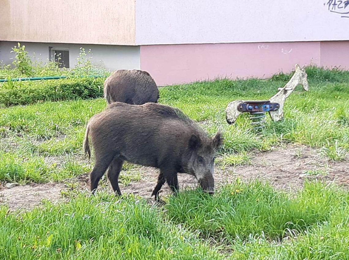 Kraków ma coraz większy problem z dzikami